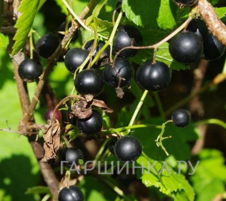 Смородина Детскосельская черная