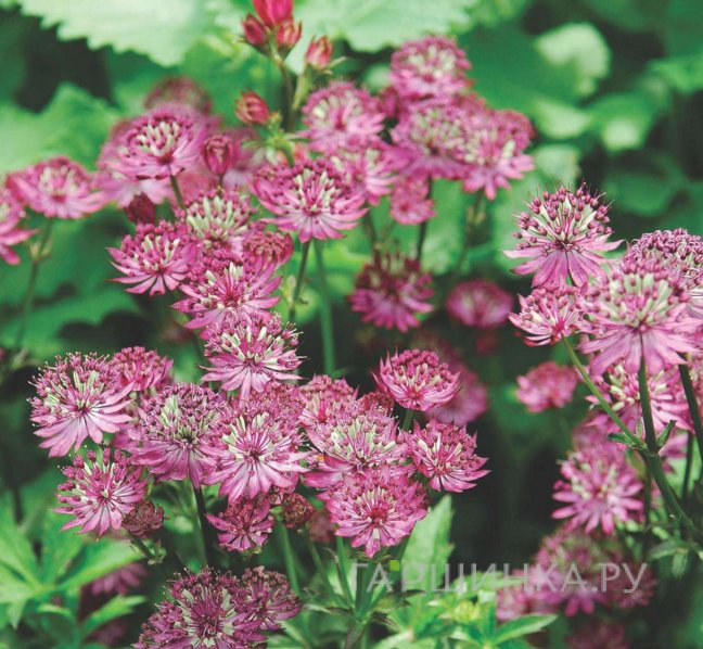 Астранция Розенсинфони крупная