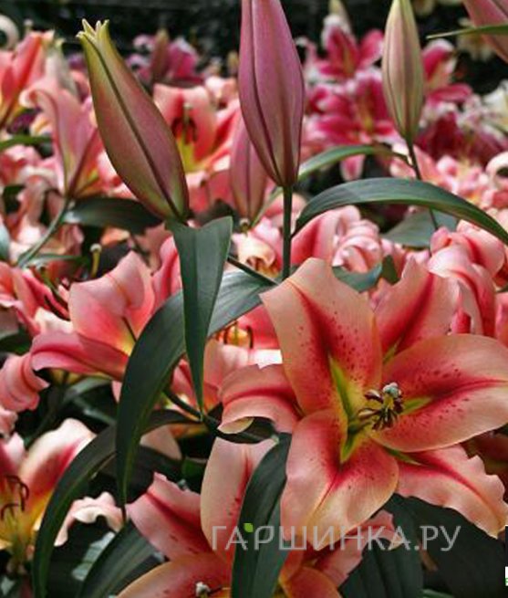 Лилия Олимпик Торч ОТ-гибрид /2шт