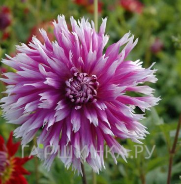 Георгина Тэйбл Данс бахромчатая