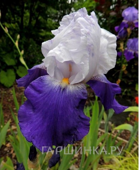 Ирис бородатый Арпеж