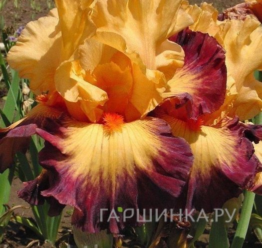 Ирис бородатый Зет Джаз