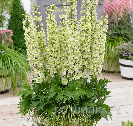 Дельфиниум махровый Морнинг Санрайз