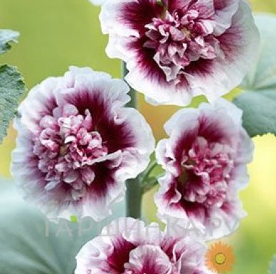 Шток-роза Double Cassis махровая