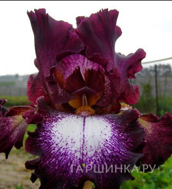 Ирис бородатый Литл Степ