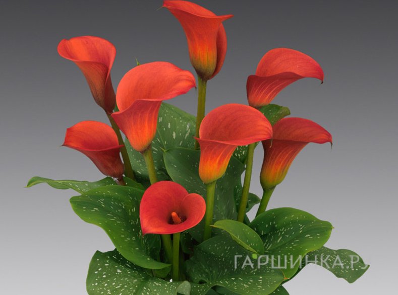 Калла Ред Алерт