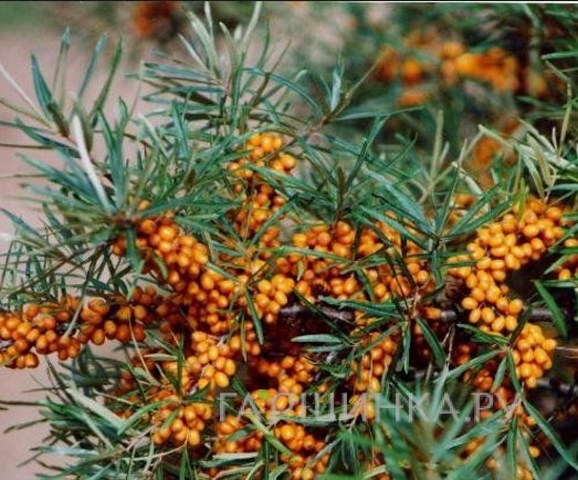 Облепиха Витаминная