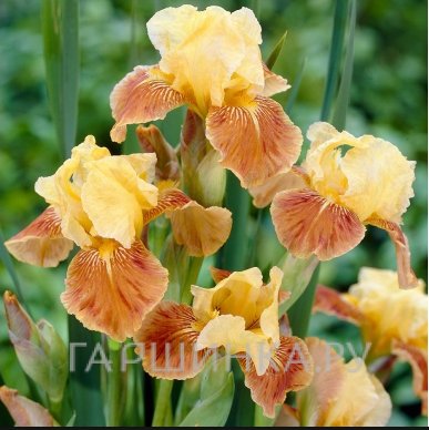 Ирис бородатый Голден Маффин
