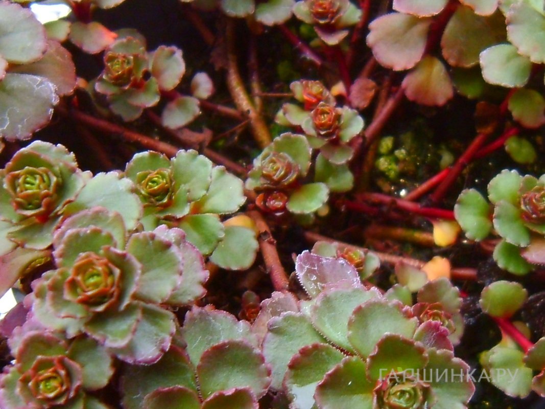 Очиток (седум) spurium Purpurea