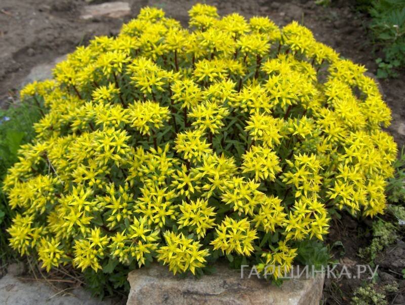 Очиток (седум) Вейхенстефанер Голд