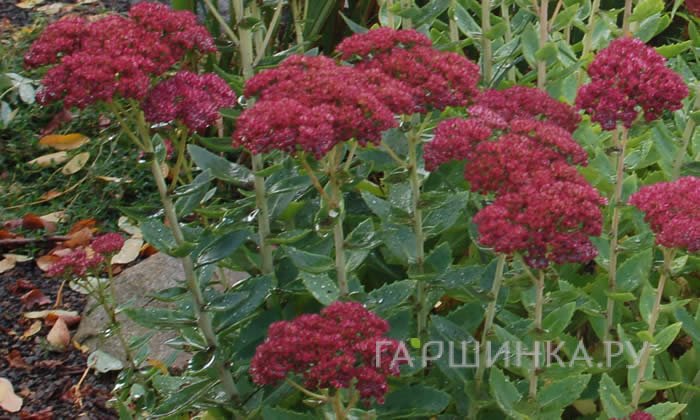 Очиток (седум) видный Осенняя радость