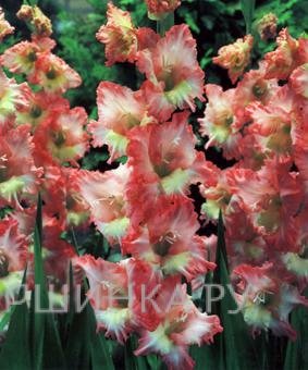 Гладиолус Серафин 5 шт.