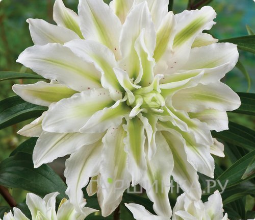 Лилия Серен Энджел восточная махровая/ 2 шт