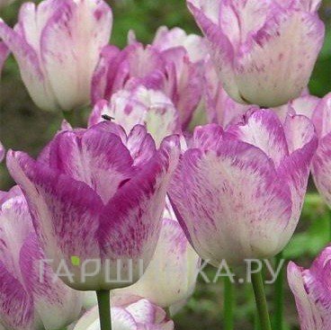 Тюльпан Ширли Триумф 5шт.