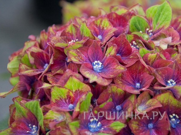 Гортензия Шлосс Вакербарт крупнолистная (макрофила)