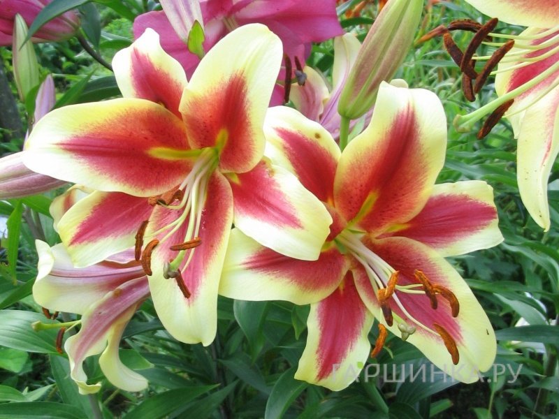 Лилия Шокинг ОТ-гибрид/2шт
