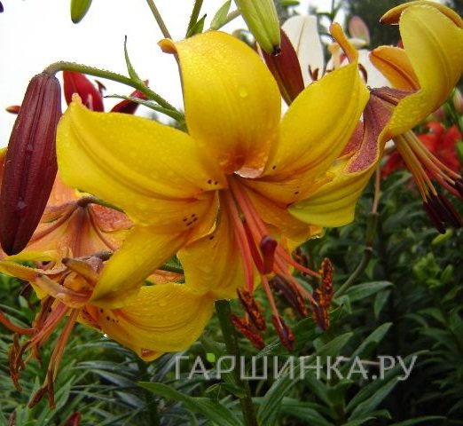 Лилия Чоколэйт Кэнери тигровая/ 2шт