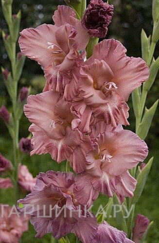 Гладиолус Шоколадница