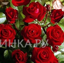 Роза Любекер Ротспон флорибунда, Тантау (лиц)