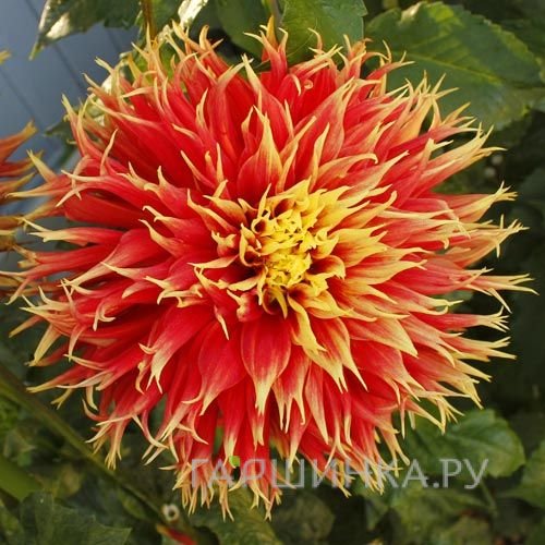 Георгина Шоу Эн Телл (МАКСИ) бахромчатая