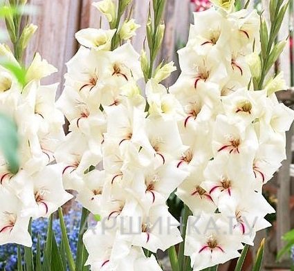 Гладиолус Силвер Стрик 5 шт.