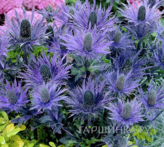 Синеголовник Блю Стар