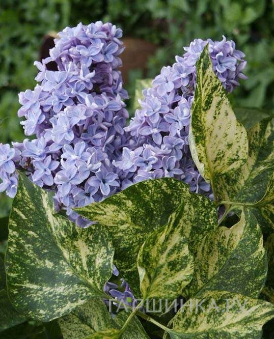 Сирень Акубуфолия