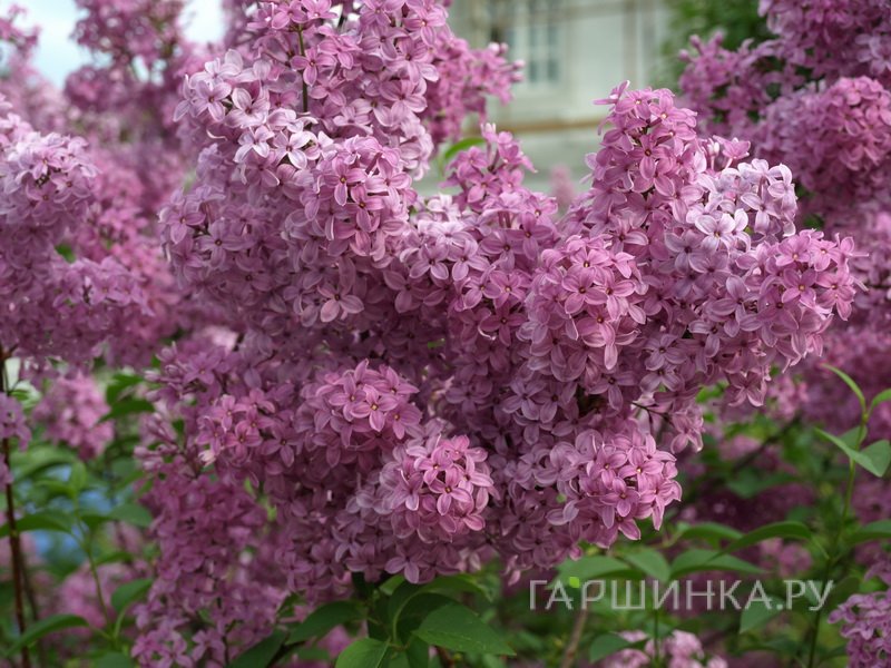 Сирень персидская