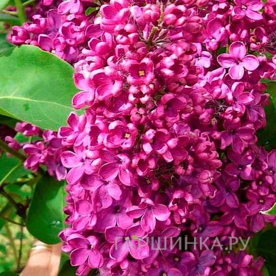 Сирень Сара Сэндс