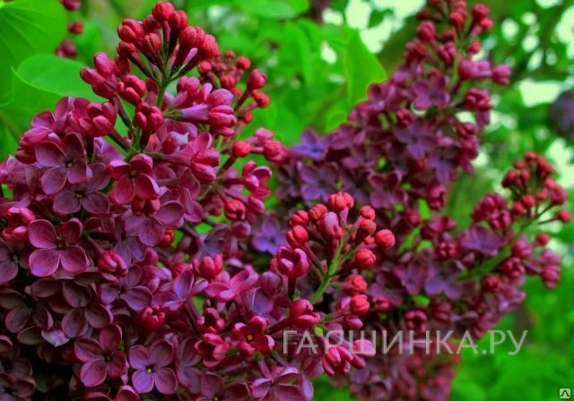 Сирень Знамя Ленина