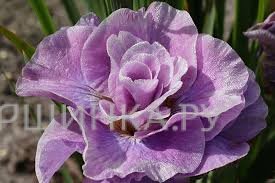 Ирис сибирский Pink Parfait