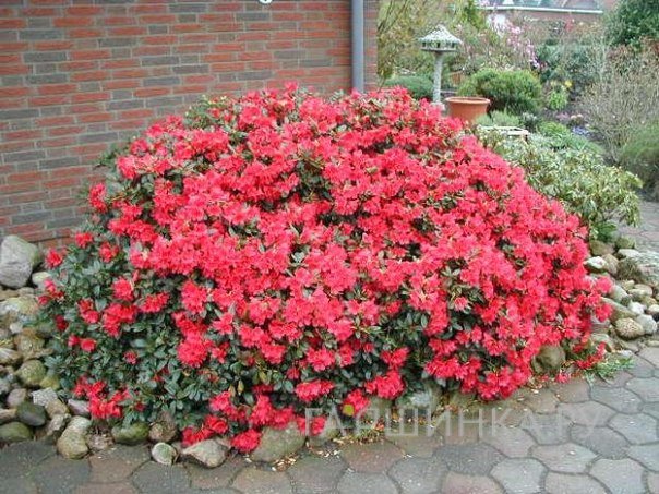 Рододендрон гибридный Скарлет Вондер