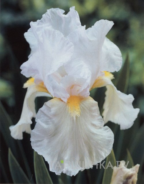 Ирис бородатый Скейтинг Пати