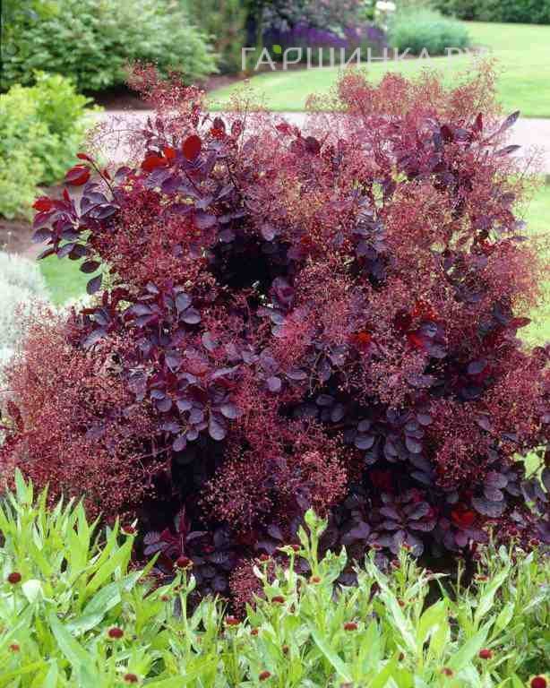 Скумпия Роял Перпл