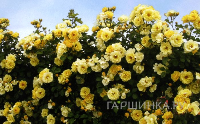 Роза Скайз зе Лимит плетистая, Викс (лиц)