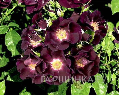 Роза Найт Оул, Викс (лиц)