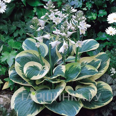 Хоста Сноу Кап (M)