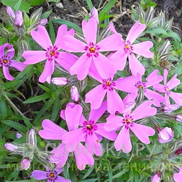 Флокс шиловидный розовый