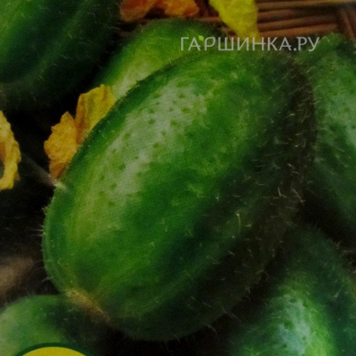 Огурдыня Фазано (10 сем.)