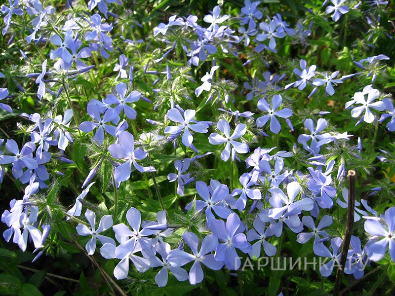 Флокс растопыренный голубой Р12