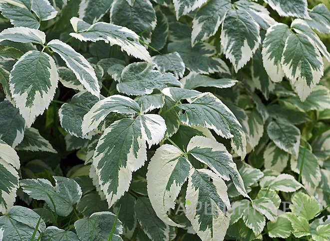 Сныть обыкновенная Вариегата