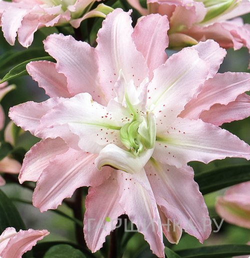 Лилия Софт Мьюзик восточная махровая /2шт