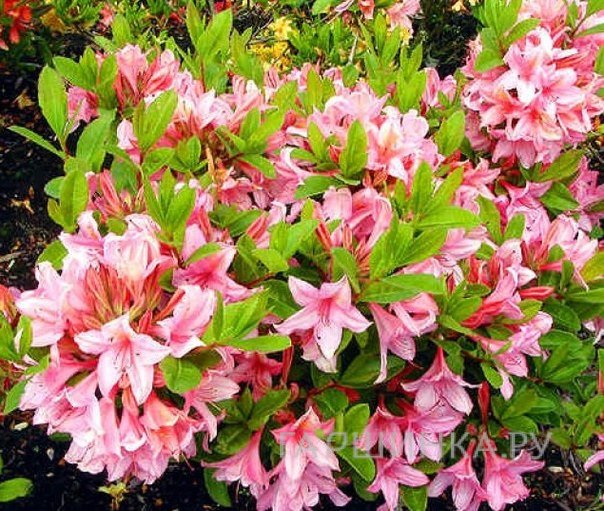 Рододендрон (Азалия) Soir de Paris