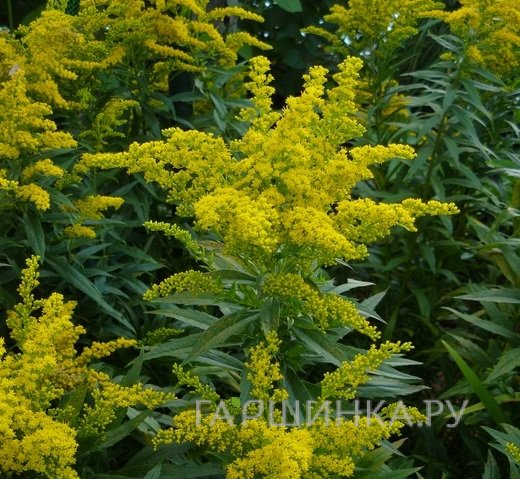 Золотарник (солидаго) гибридный Лаурин