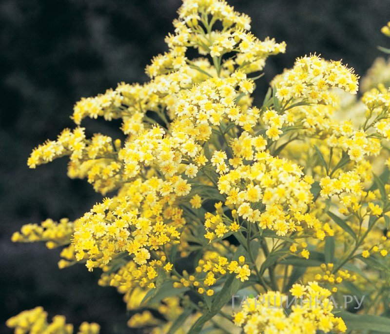 Солидастер желтый Леморе (Бисерная астра)