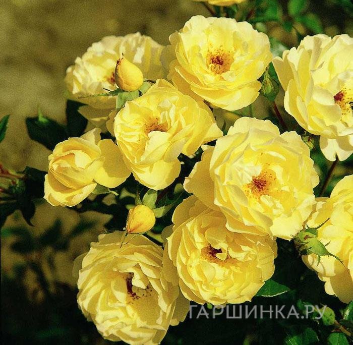 Роза Зоненширм почвопокровная, Тантау (лиц)