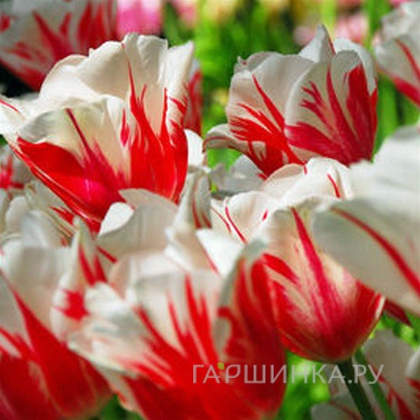 Тюльпан Сорбет Триумф 5шт.