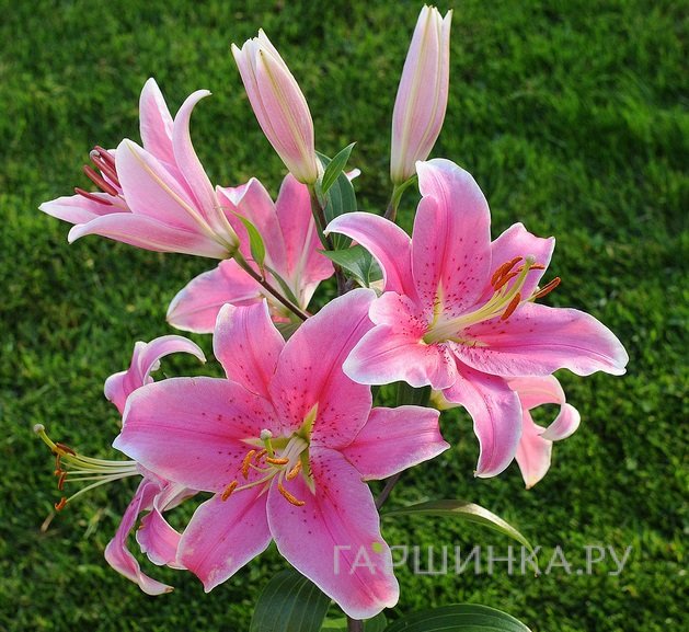 Лилия Сорбон восточная