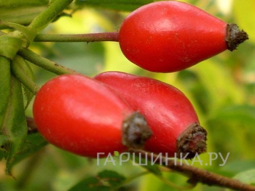 Шиповник Российский