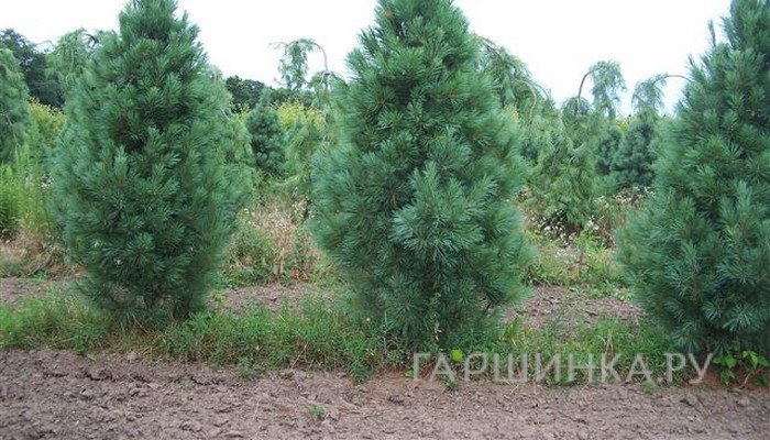 Сосна Веймутова Фастигиата